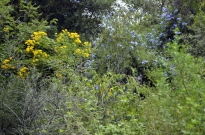 South Coast Botanic Gardens in Yellow (7)