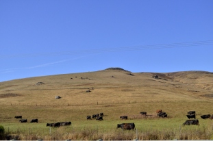 Cattle just south of Cambria, on the way to Cayucos