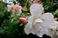 Portland Rose Garden, part 1 (3)