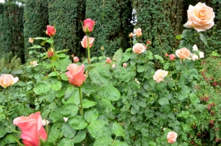 Portland Rose Garden, part 2 (13)