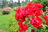 Portland Rose Garden, part 3 (13)