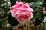 Descanso's Camellias (11)