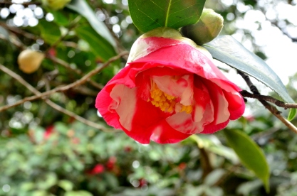 Descanso's Camellias (9)
