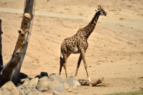 san-diego-zoo-safari-park-6