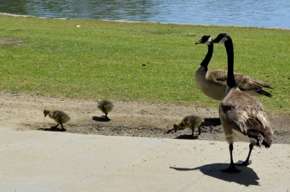 Awww, baby geese