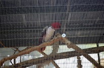 Visiting Wildlife Waystation on Bird LA Day (17)