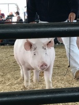 Overview of the 2019 Orange County Fair 2 (4)