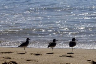 Birds On The Beach (5)