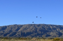 Crows above the mountain line