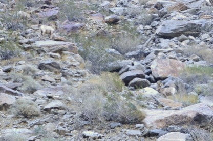 Bighorn Sheep Sighting (6)